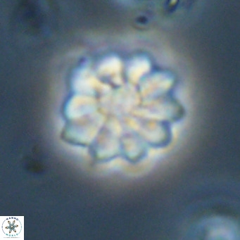Discoaster aecus VR 30505