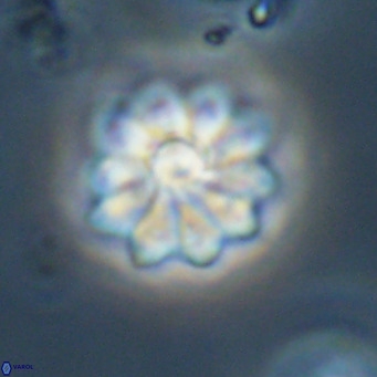 Discoaster aecus VR 30506