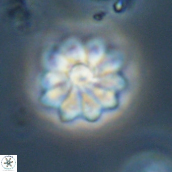 Discoaster aecus VR 30506
