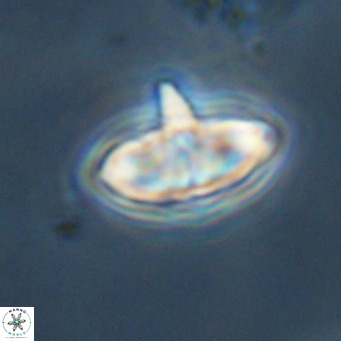 Discoaster aecus VR 30507