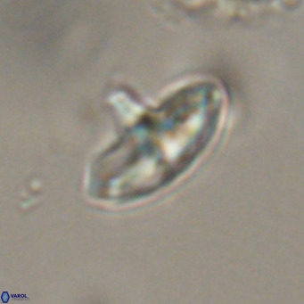 Discoaster aecus VR 30501