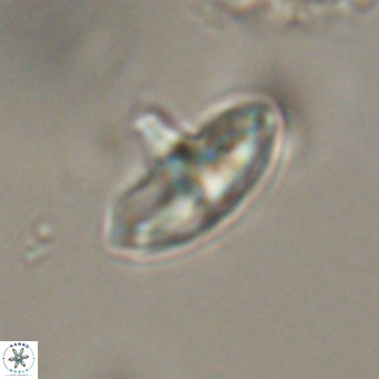 Discoaster aecus VR 30501