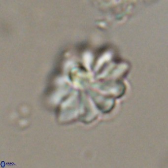 Discoaster aecus VR 30502