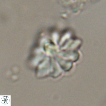 Discoaster aecus VR 30502