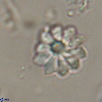 Discoaster aecus VR 30503