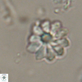 Discoaster aecus VR 30503