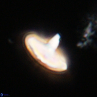 Discoaster aecus VR 30514