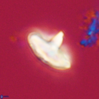 Discoaster aecus VR 30515