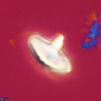 Discoaster aecus VR 30516