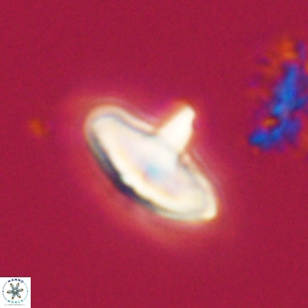 Discoaster aecus VR 30516
