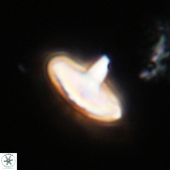 Discoaster aecus VR 30517