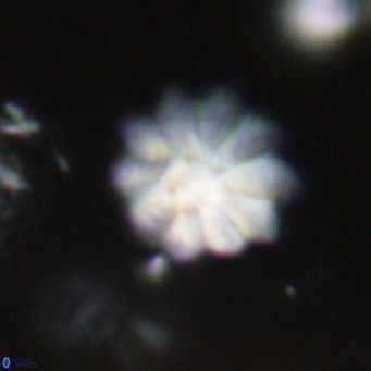 Discoaster aecus VR 30518