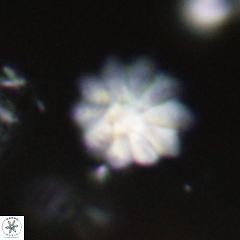 Discoaster aecus VR 30518
