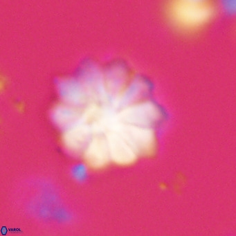 Discoaster aecus VR 30519