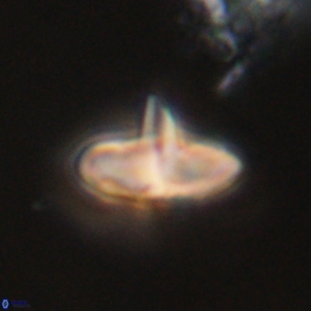Discoaster aecus VR 30510