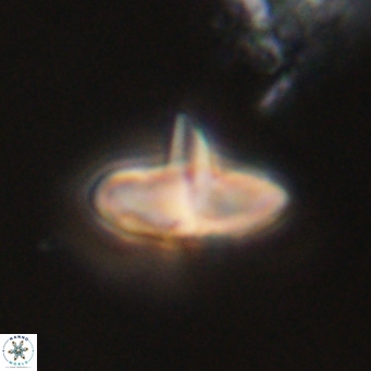 Discoaster aecus VR 30510