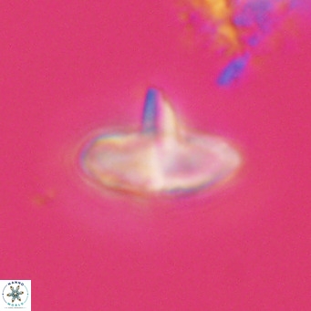 Discoaster aecus VR 30511