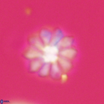 Discoaster aecus VR 30524