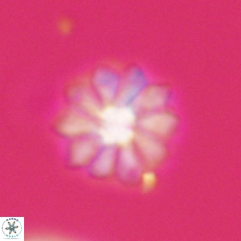 Discoaster aecus VR 30524