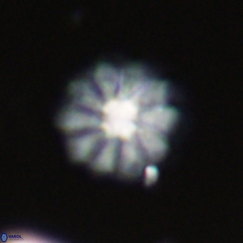 Discoaster aecus VR 30525