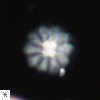 Discoaster aecus VR 30525