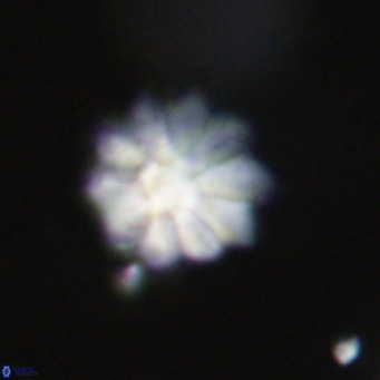 Discoaster aecus VR 30526