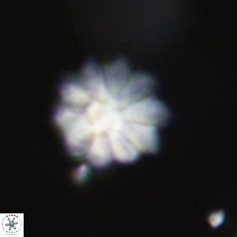 Discoaster aecus VR 30526