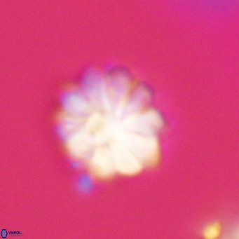 Discoaster aecus VR 30527