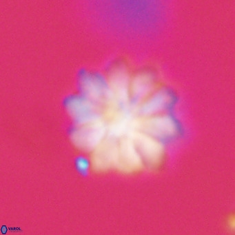 Discoaster aecus VR 30528