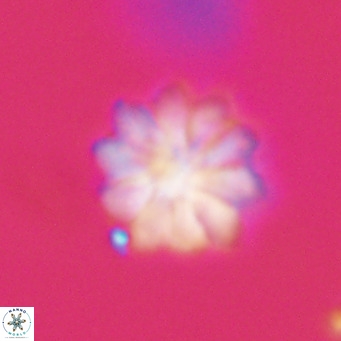 Discoaster aecus VR 30528