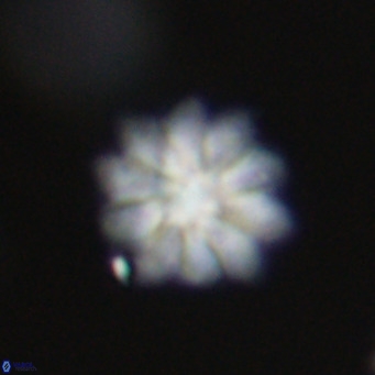 Discoaster aecus VR 30529