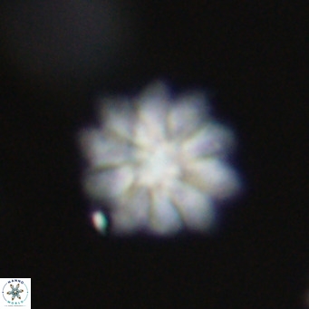 Discoaster aecus VR 30529