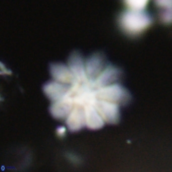 Discoaster aecus VR 30521