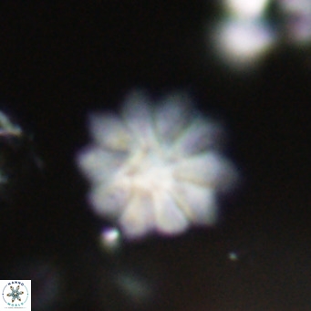 Discoaster aecus VR 30521