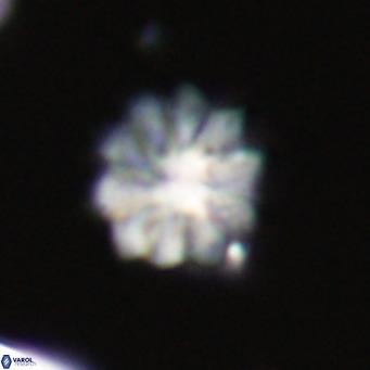 Discoaster aecus VR 30522