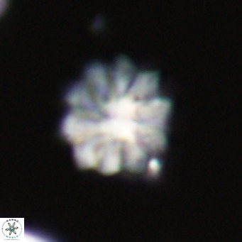 Discoaster aecus VR 30522