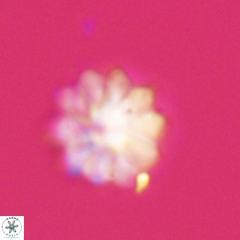 Discoaster aecus VR 30523