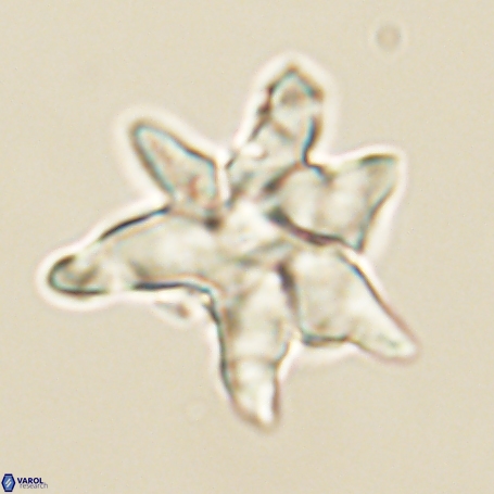 Discoaster aegyptiacus 67909