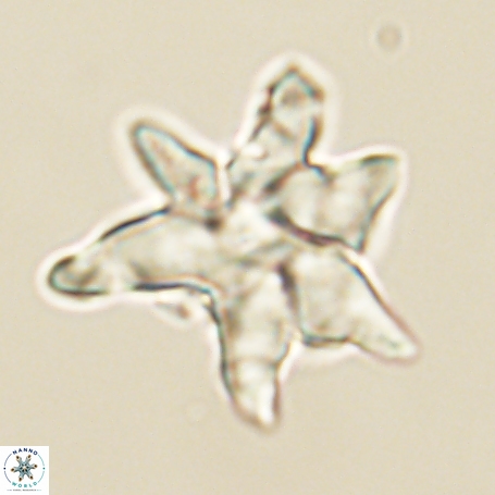 Discoaster aegyptiacus 67909