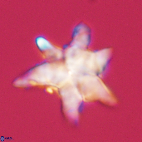 Discoaster aegyptiacus 67914