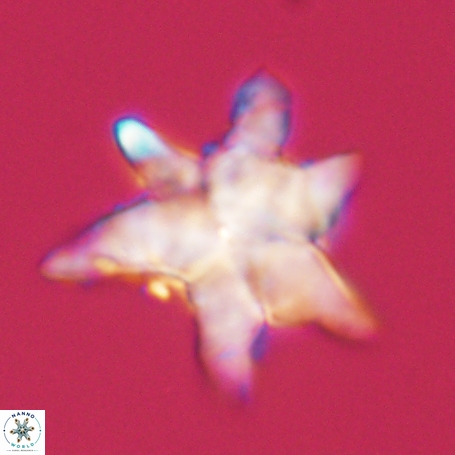 Discoaster aegyptiacus 67914