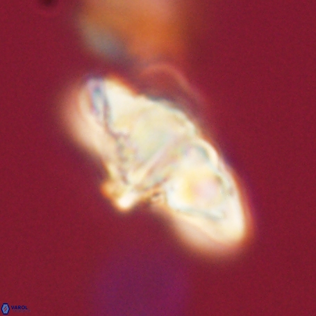 Discoaster aegyptiacus 67916
