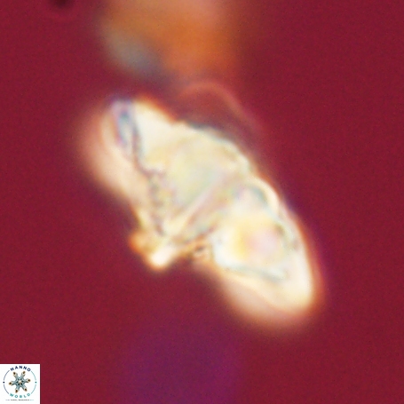 Discoaster aegyptiacus 67916