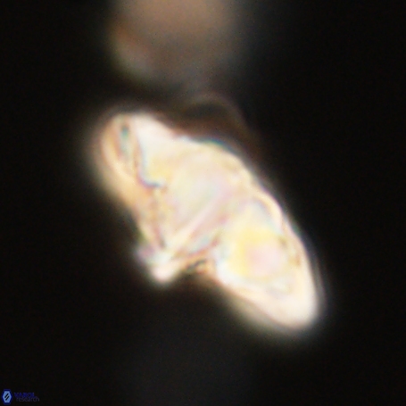 Discoaster aegyptiacus 67917