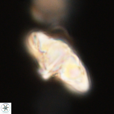 Discoaster aegyptiacus 67917