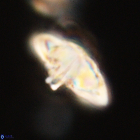 Discoaster aegyptiacus 67918