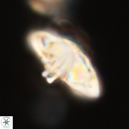 Discoaster aegyptiacus 67918