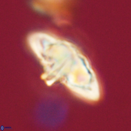 Discoaster aegyptiacus 67919