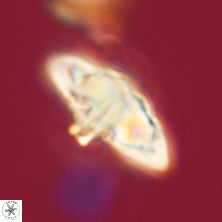 Discoaster aegyptiacus 67919