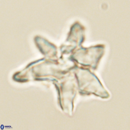 Discoaster aegyptiacus 67910